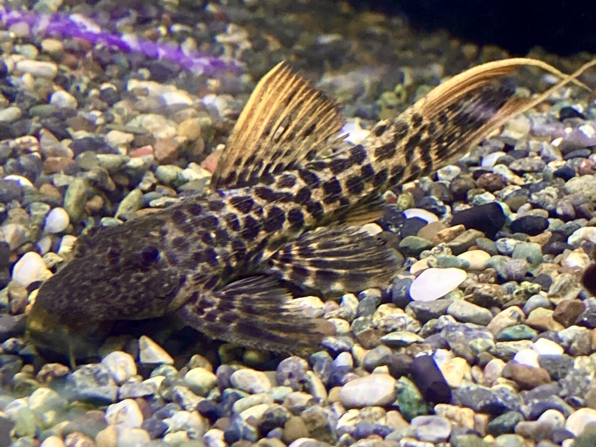 スーパーレッドタイタニック！