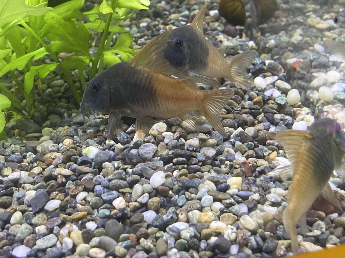 南米プレコ、コリドラス