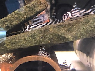 木製水槽台オーダーできます