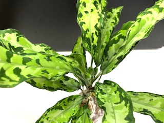 アグラオネマなど植物入荷しました