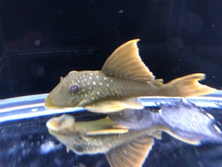 レモンフィンとかベタとか