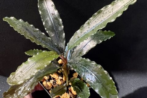 110668