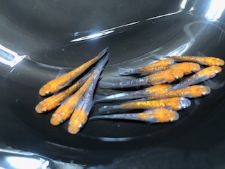 金魚やめだかの季節がやってきました