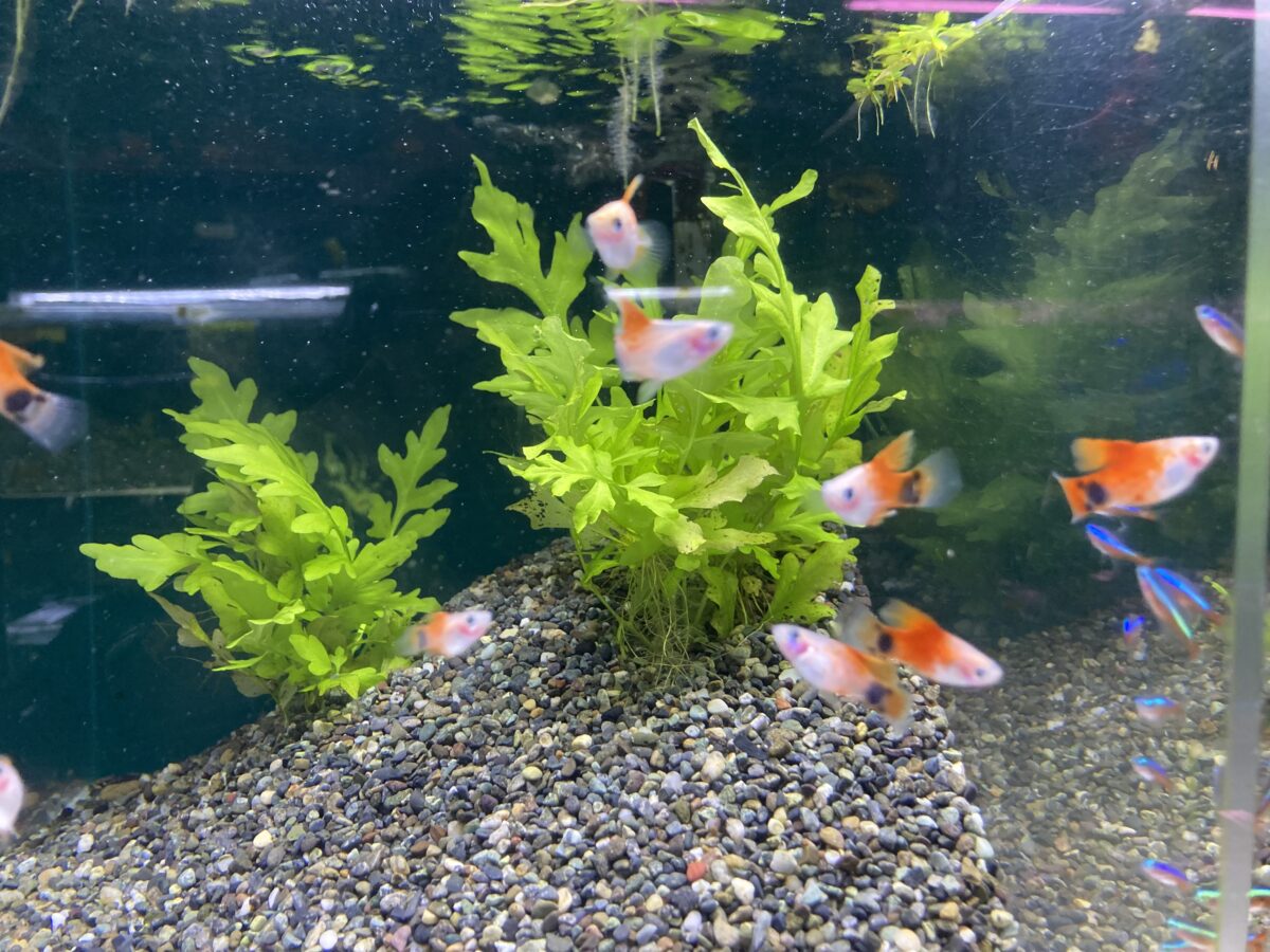 ウォータースプライト