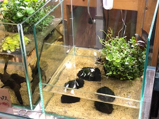 めだかを室内でたのしむ
