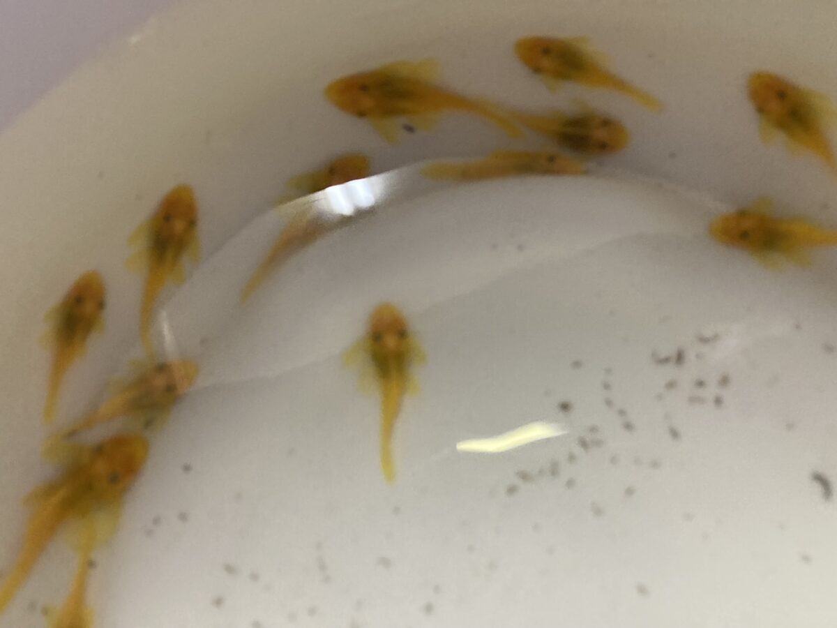 ブッシープレコ第2弾！！