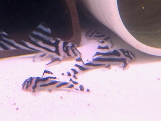 インぺのこどもたち
