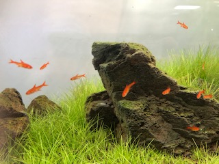 ちいさくてきれいなサカナ