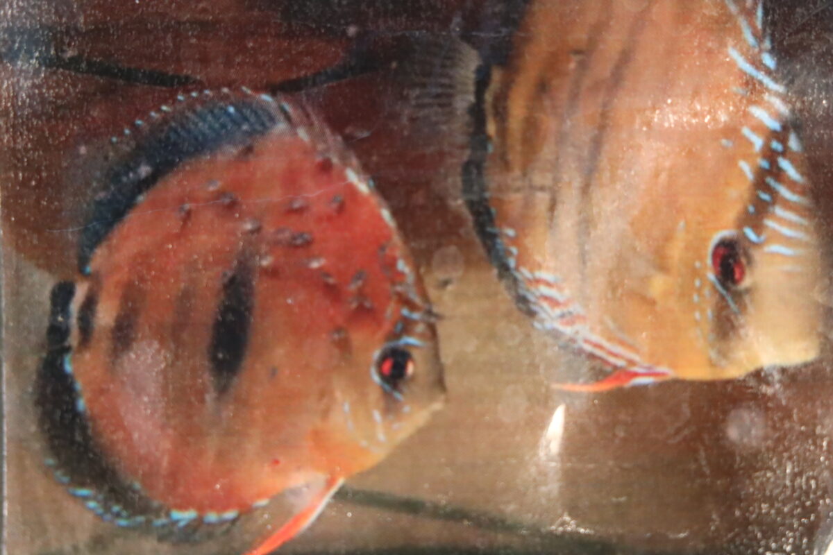 国産ヘッケルWILDクロス