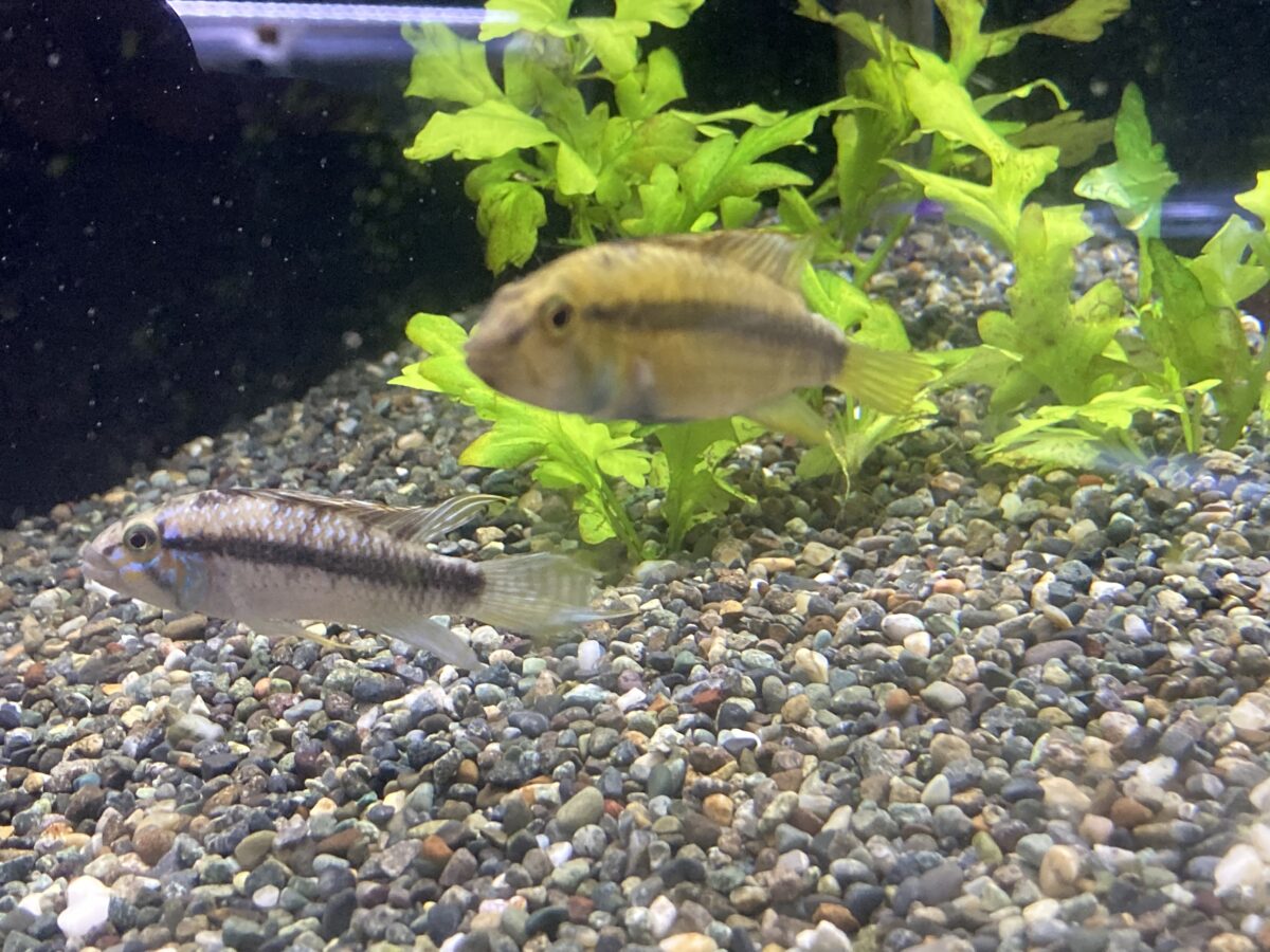 アピストバルロウィPR