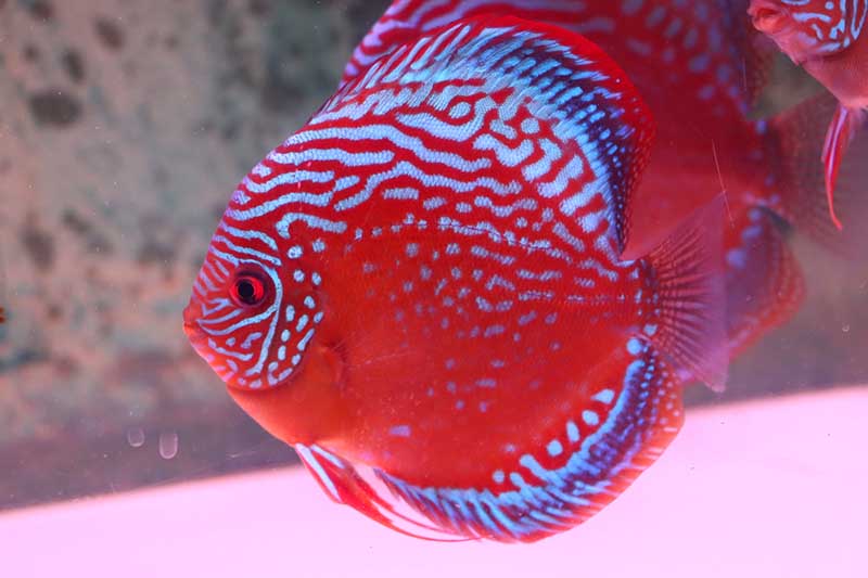 mishimaクリペアロイヤル - 熱帯魚のmishima