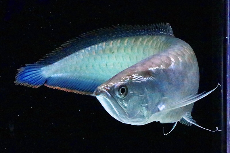 大型熱帯魚ブログ - 熱帯魚のmishima