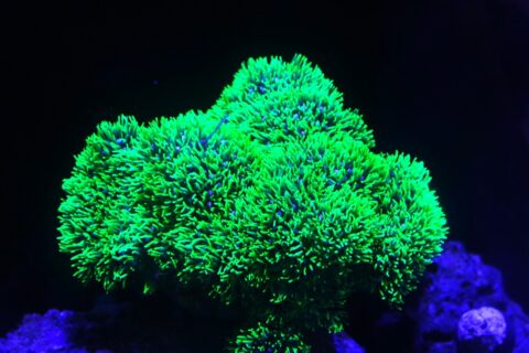 サンゴ｜海水魚・無脊椎 - 熱帯魚のmishima