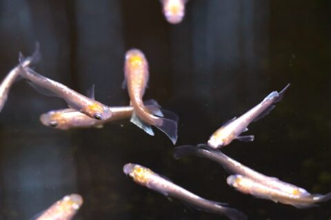 メダカ｜金魚・メダカ - 熱帯魚のmishima