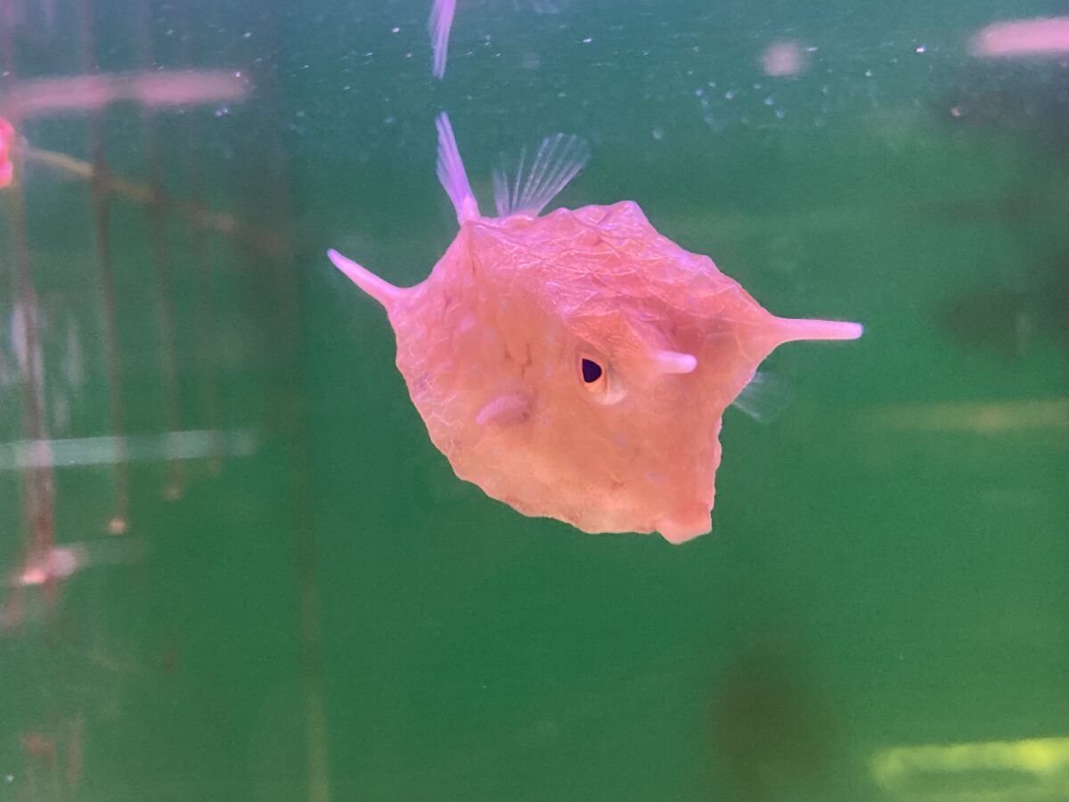 海水魚入荷しました