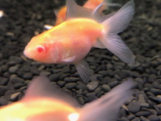 金魚