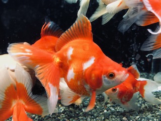 国産の金魚たち