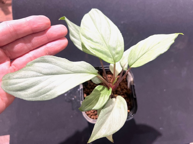 熱帯植物が届きました