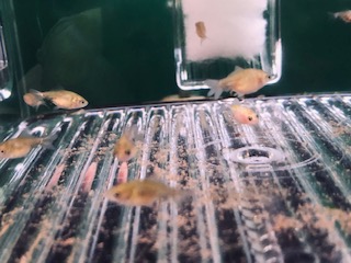 今年もピンポンパールが
