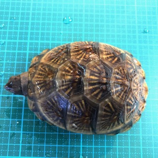 ハコガメ