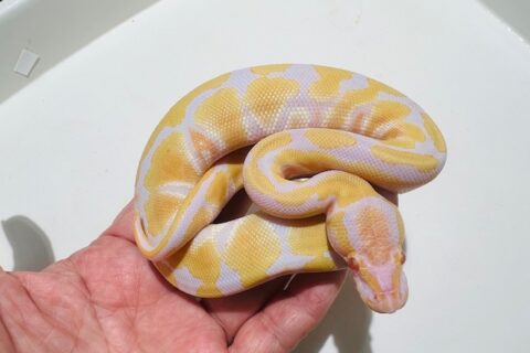 95929