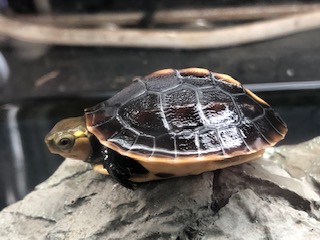 富山県産のカメちゃん