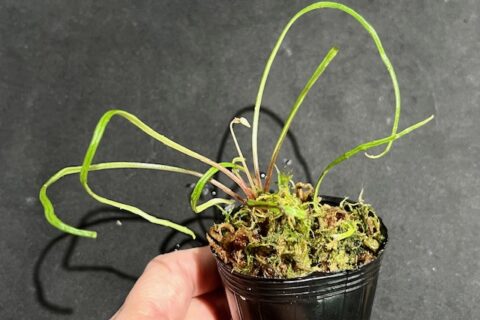 96730