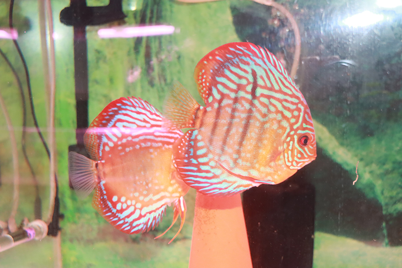 スーパーブルーダイヤ極上