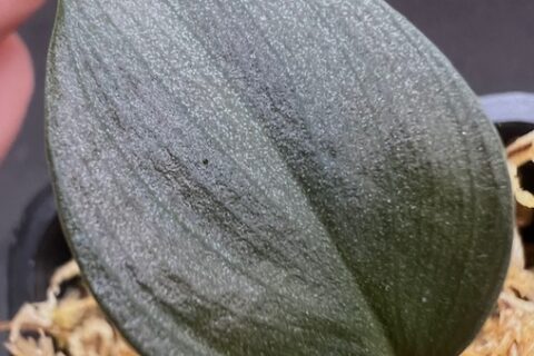 98393