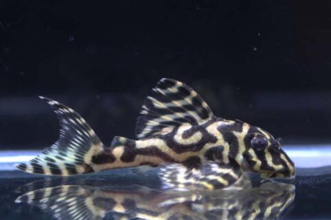 ブリードプレコ(キンペコ系)｜プレコ - 熱帯魚のmishima