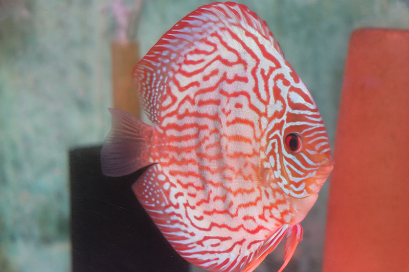 熱帯魚様 ロートターキスワイルドクロスPR - 熱帯魚のmishima