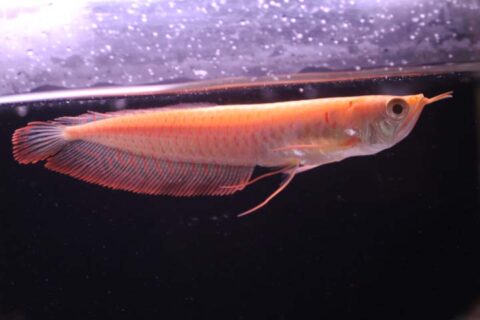 古代魚｜大型熱帯魚 - 熱帯魚のmishima