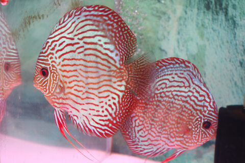 アクリル水槽 1500x500 1-2982-01 アクリル水槽 約102L PW60 【AXEL】 アズワン