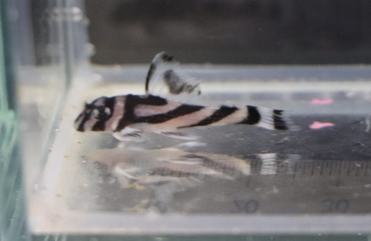 インペリアルゼブラプレコ送料無料！