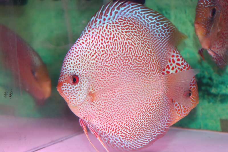 レオパードスネークスキンスポット - 熱帯魚のmishima