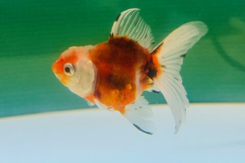 金魚｜金魚・メダカ - 熱帯魚のmishima