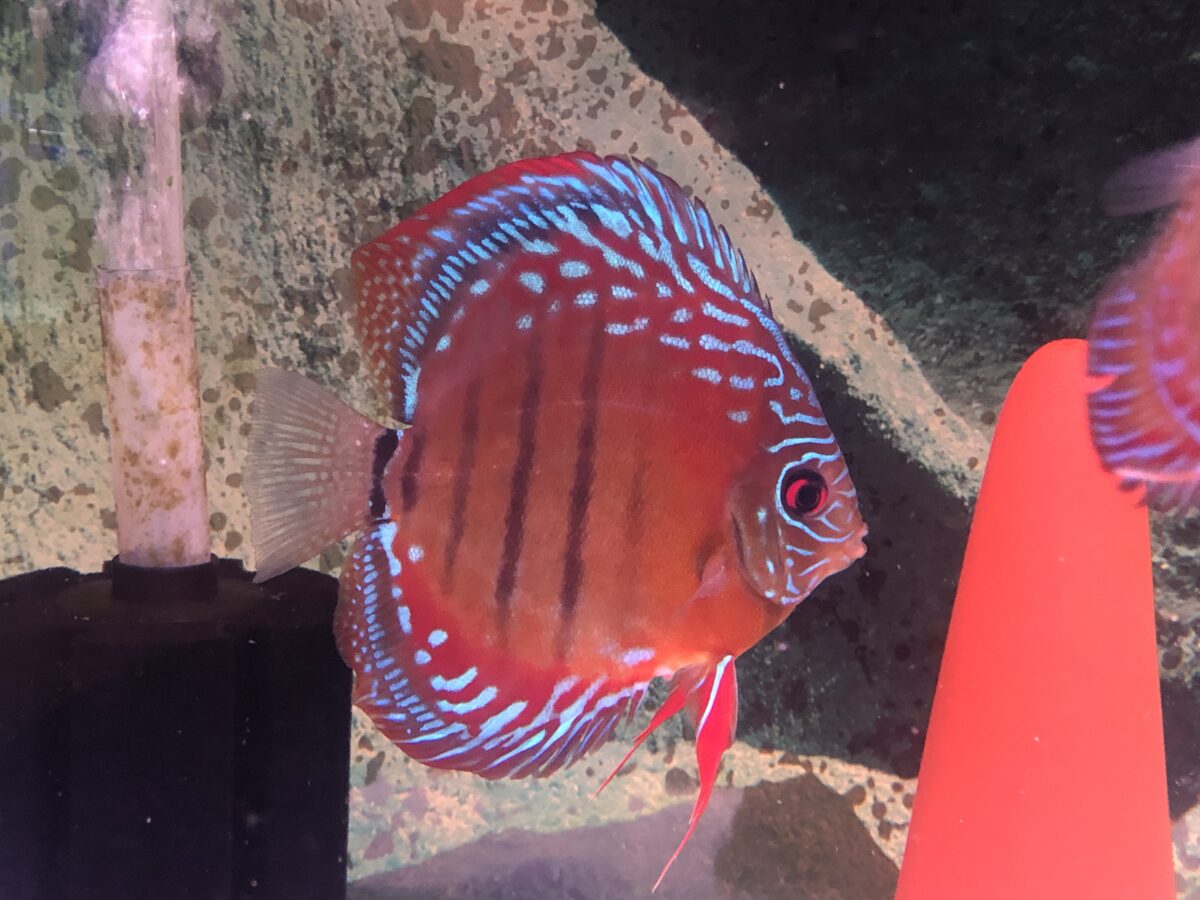 mishimaオリジナルクリペア