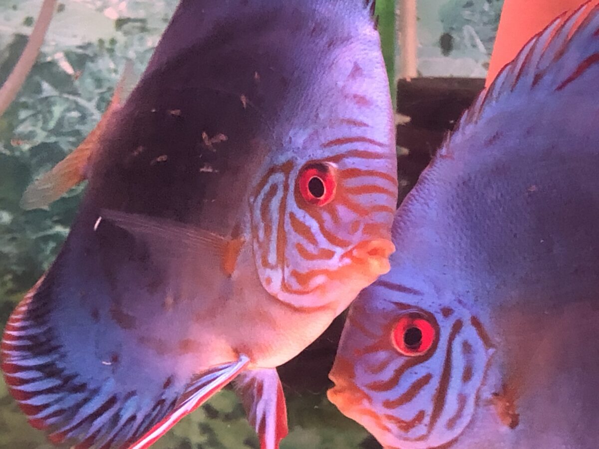 オリジナルコバルト体着中