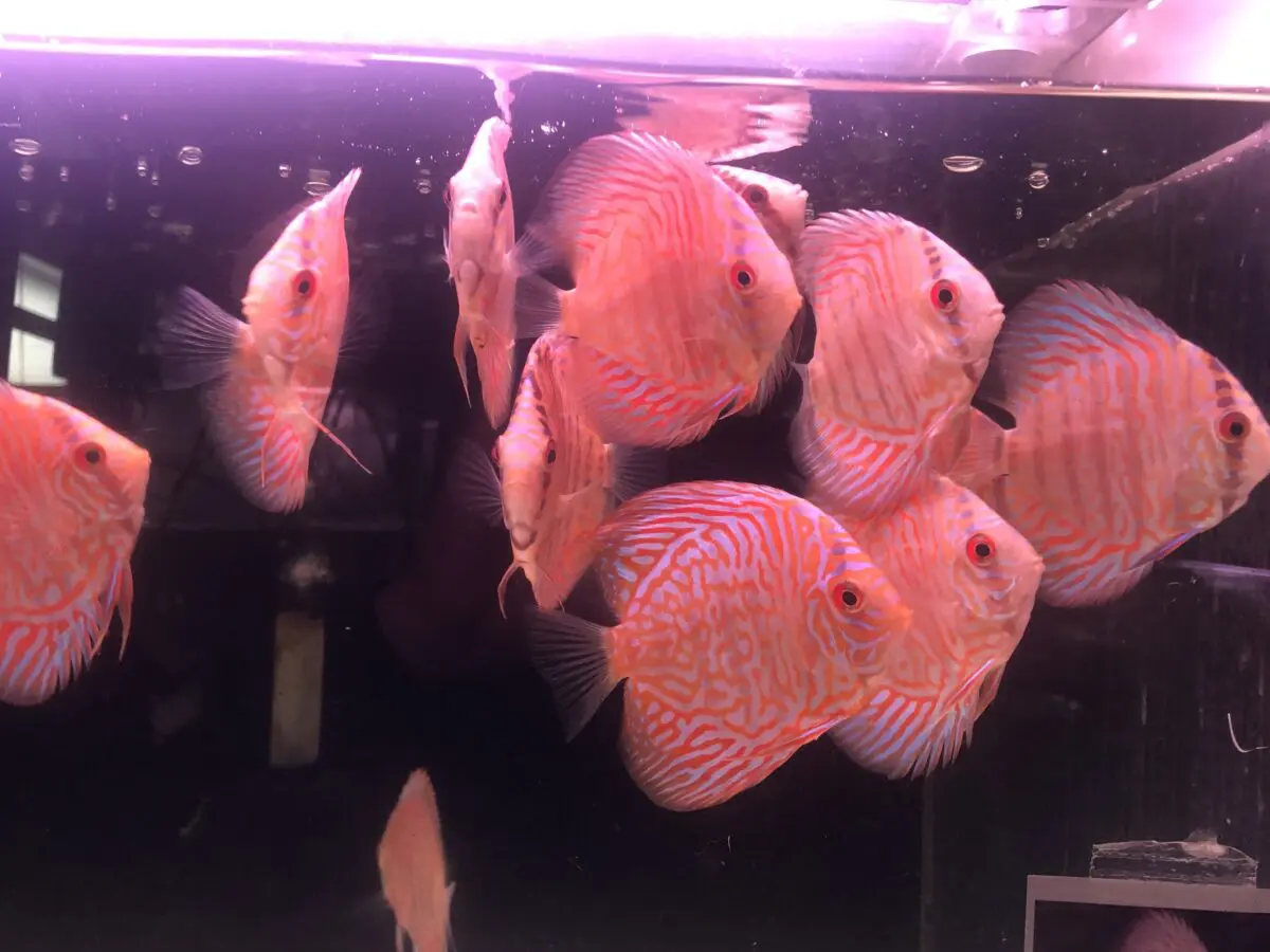 ホワイトタイガー