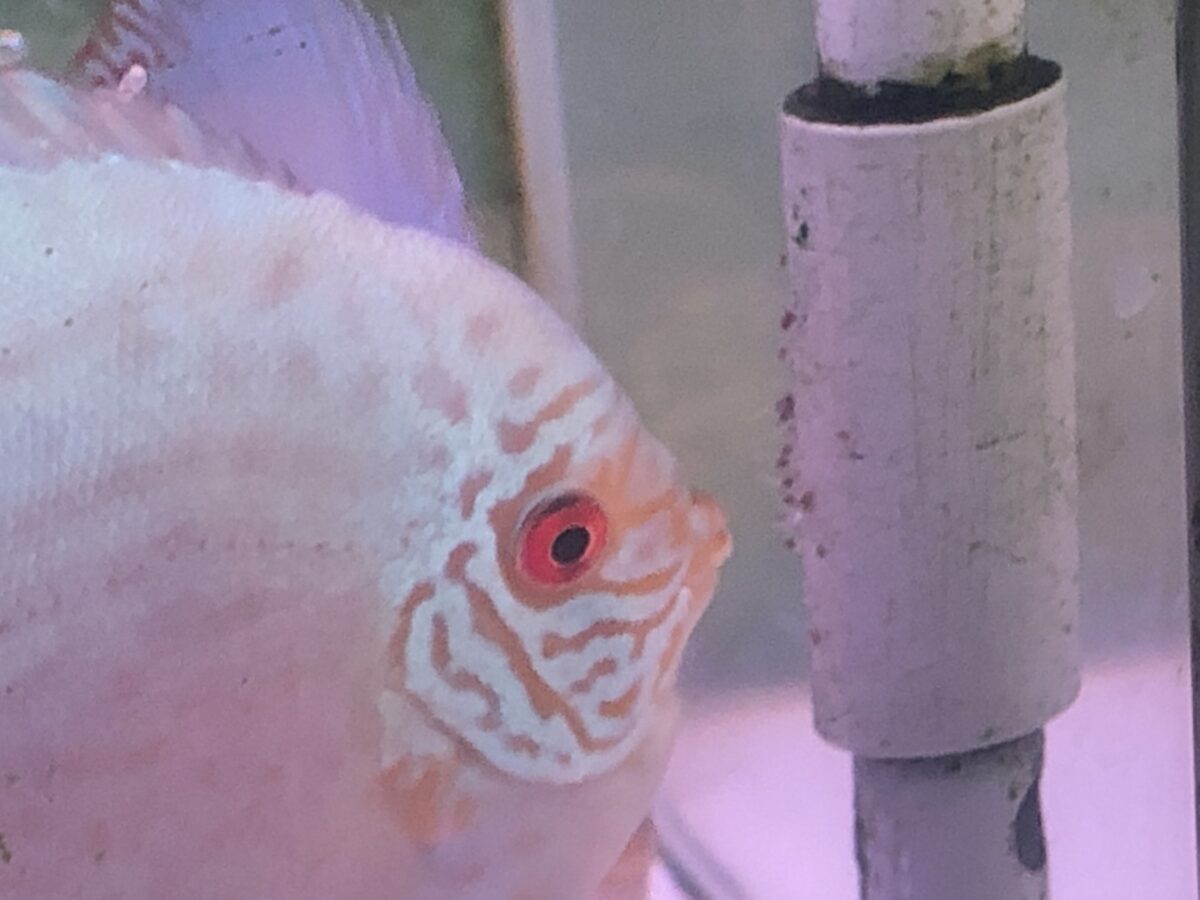 コバルトブルーターコイス13cm