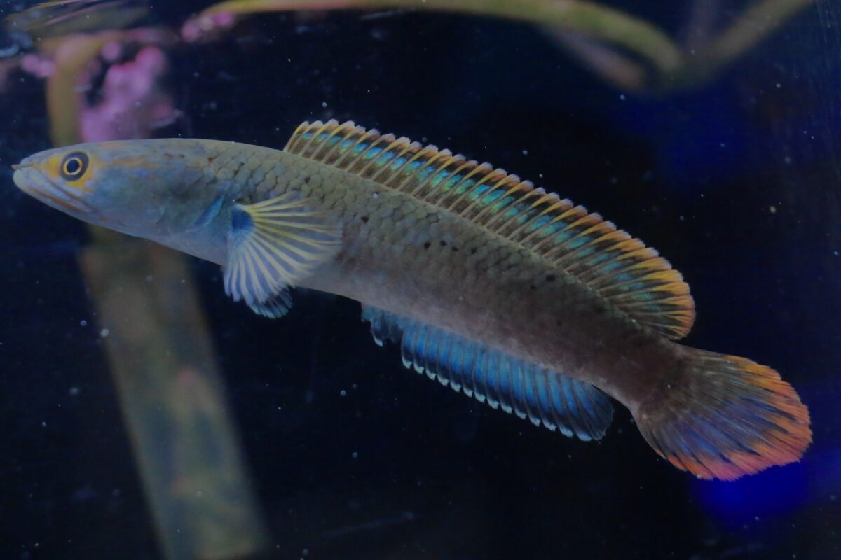 カブキ