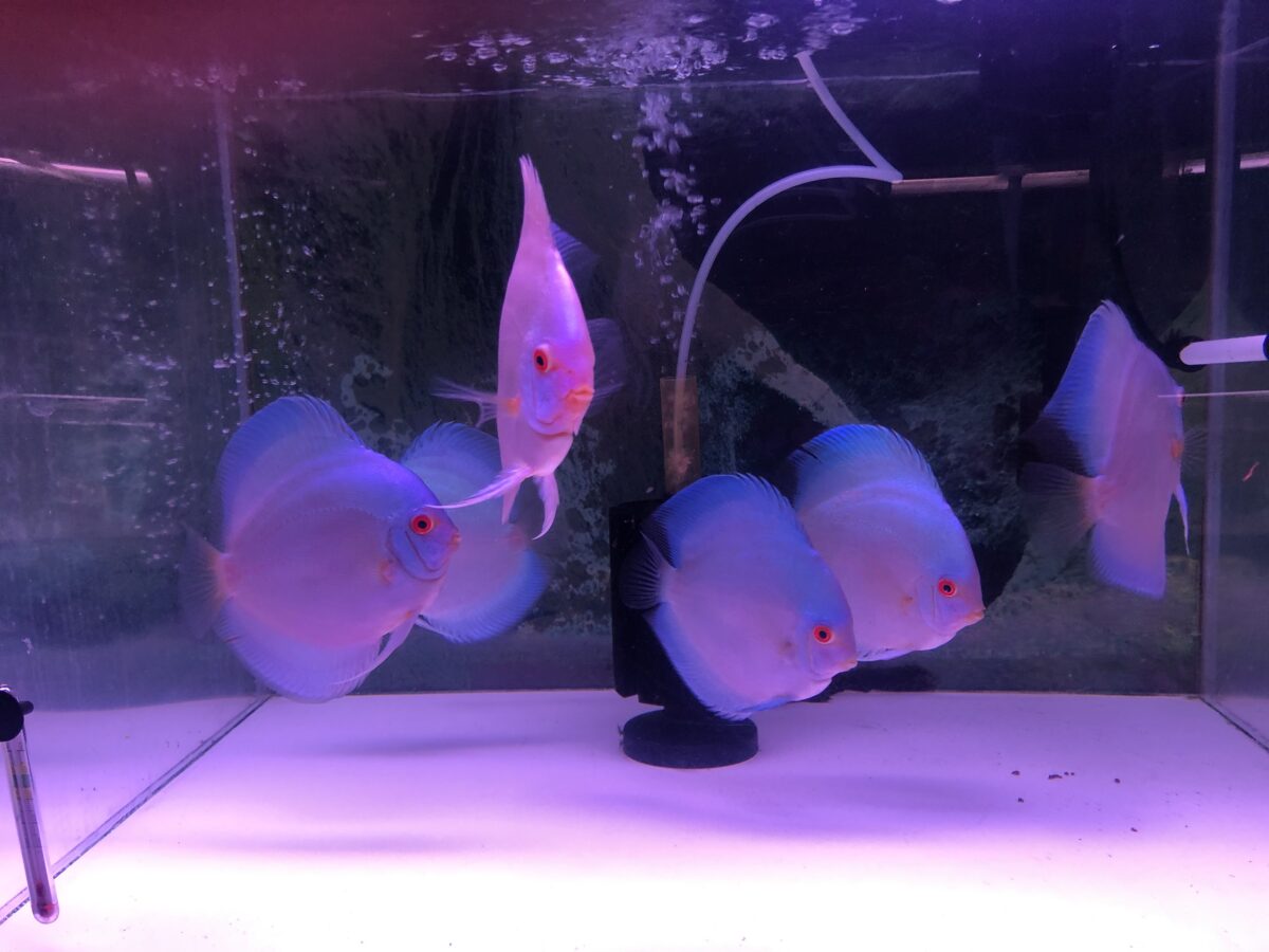 スーパーブルーダイヤ