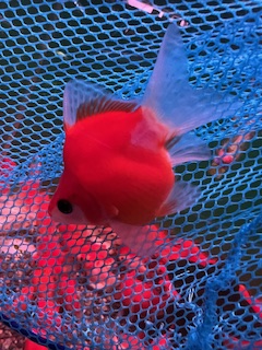 にゃんきちさんの玉サバ