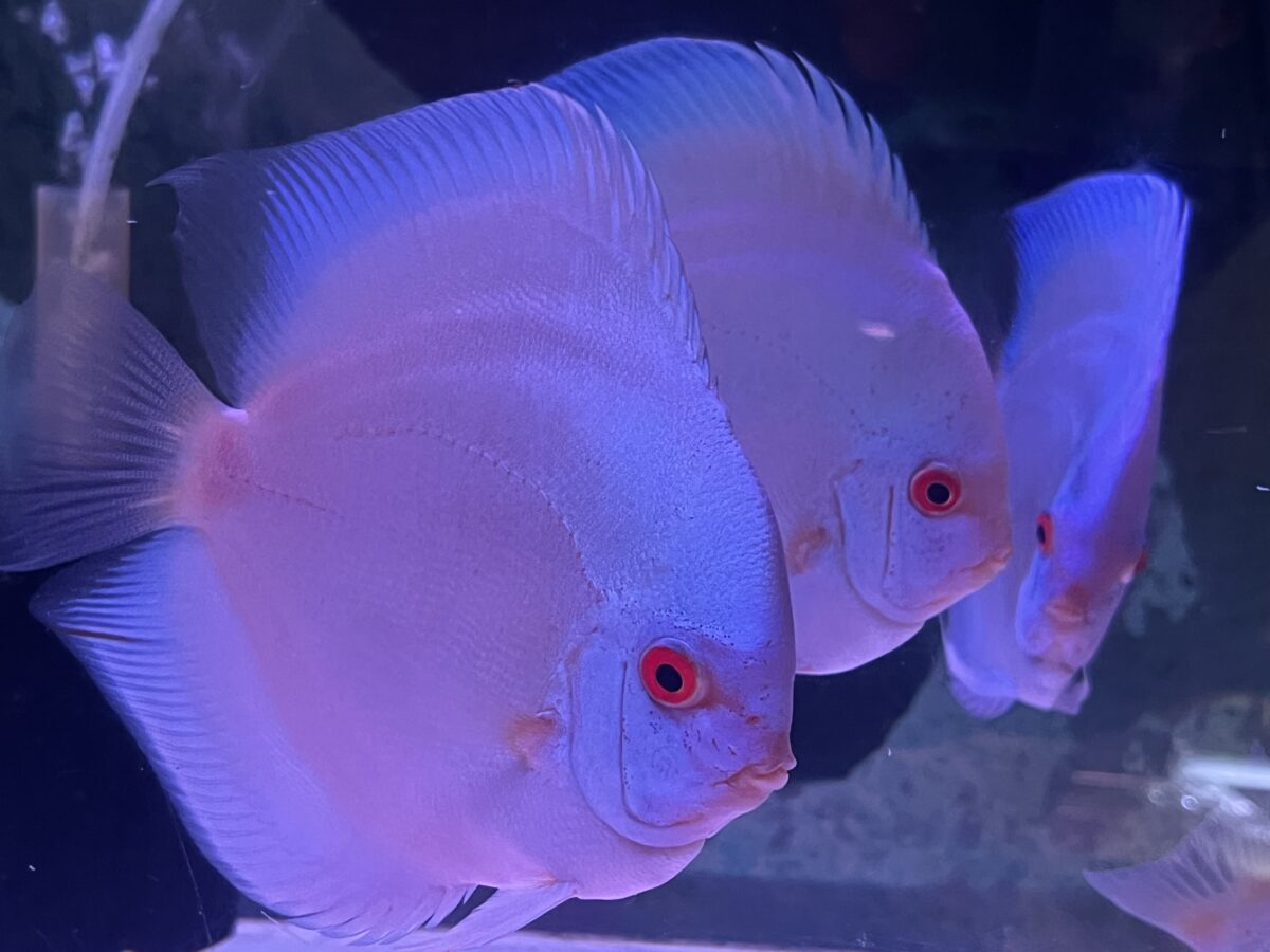 ブルーダイヤ13cm