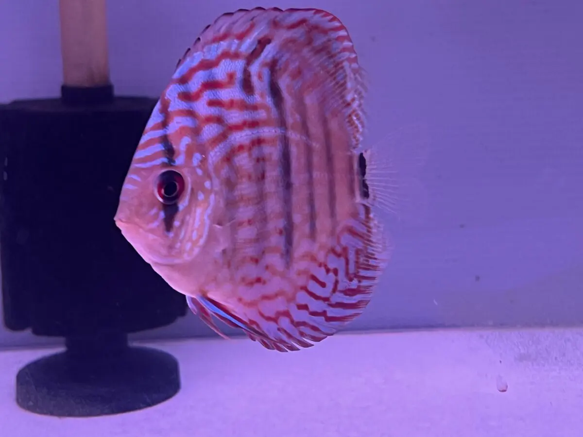 ロイヤルブルーヘッケル