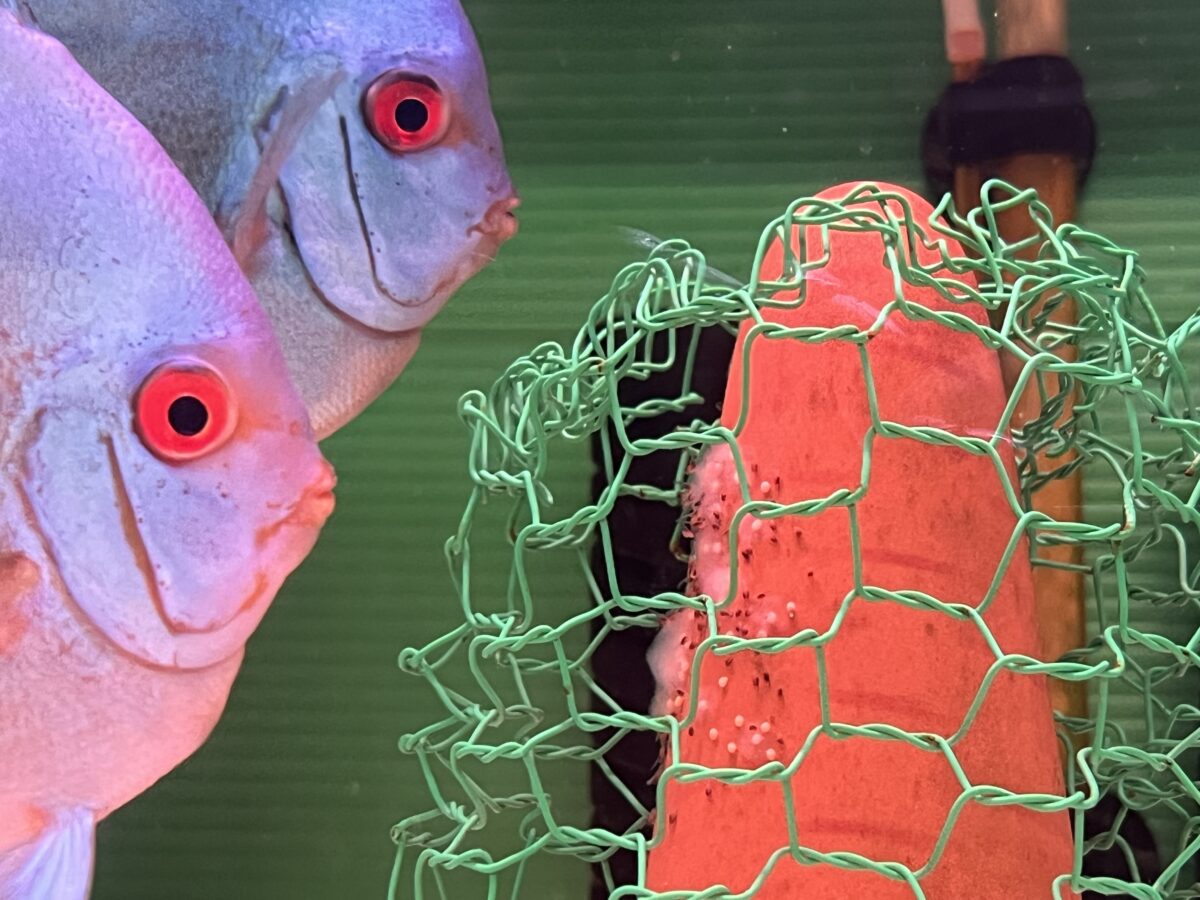 特選ブルーダイヤ