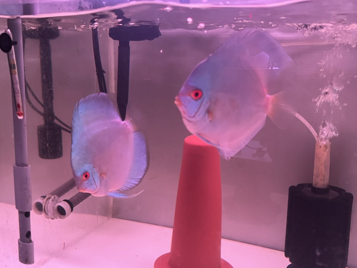 特選ブルーダイヤPR