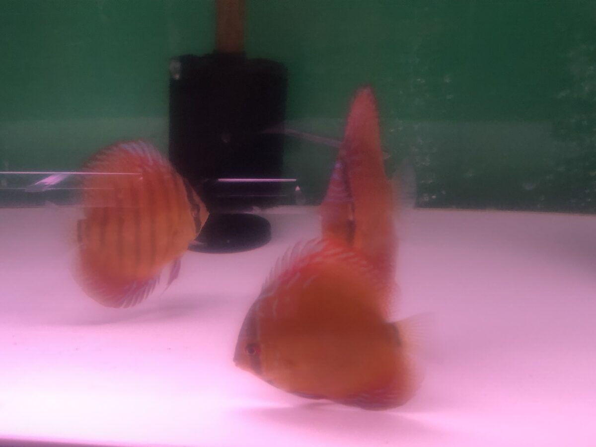 完ソリクリペア