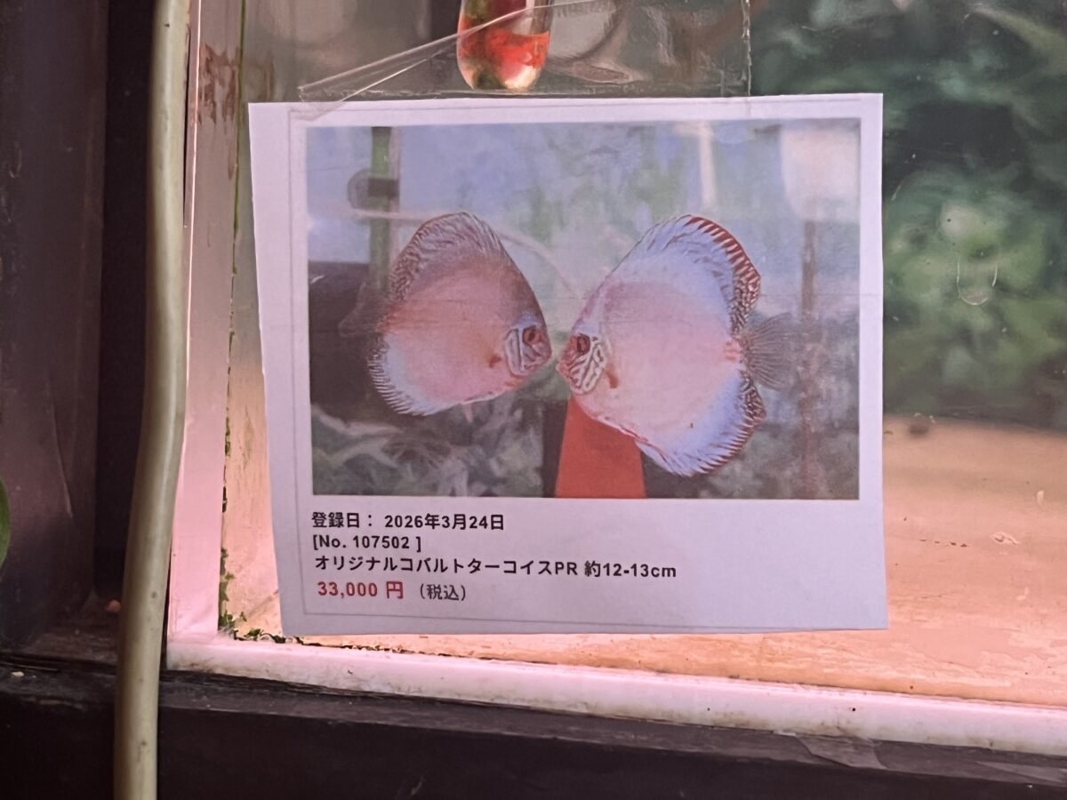 オリジナルコバルト産卵