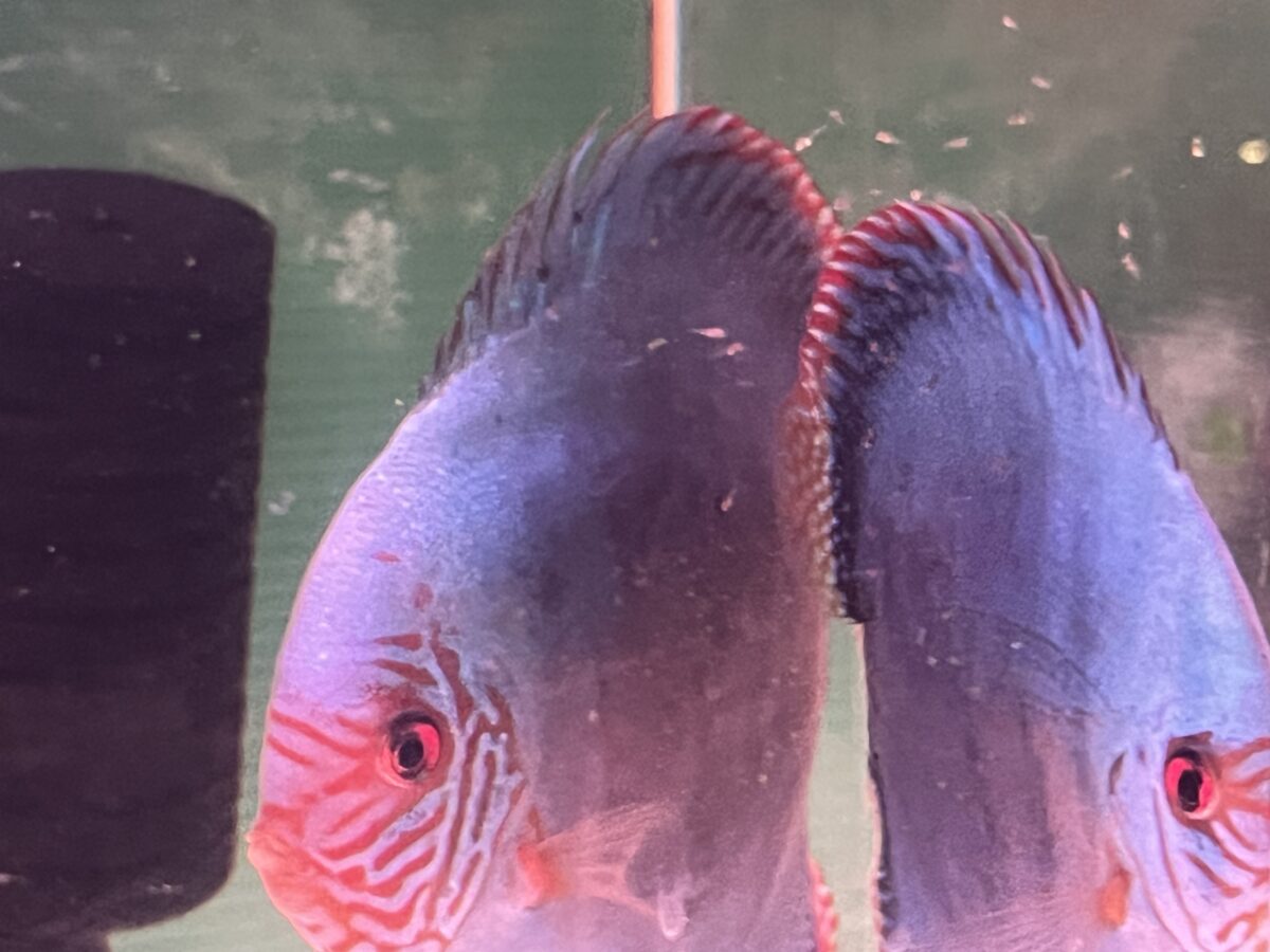 mishimaオリジナルコバルト体着